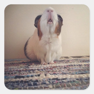 daisy guinea gris-klistermärken fyrkantigt klistermärke