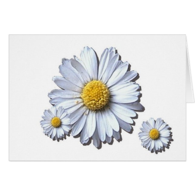 daisy hälsningskort (Framsidan Horizontal)