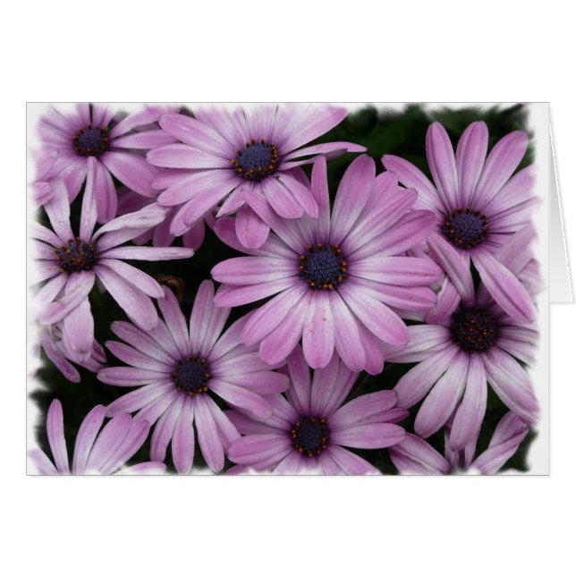 Daisy Hälsningskort (Framsidan Horizontal)