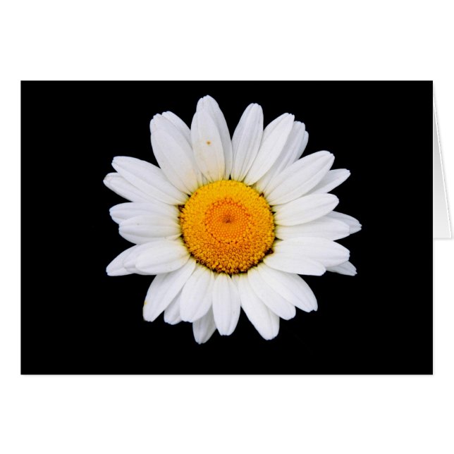 Daisy Hälsningskort (Framsidan Horizontal)