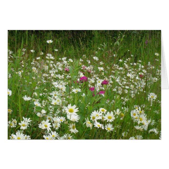 Daisy Hälsningskort (Framsidan Horizontal)