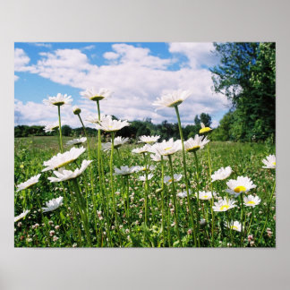 Daisy Himlar Poster