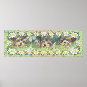 Daisy Hundar Yorkie Puppies Poster Skriv ut