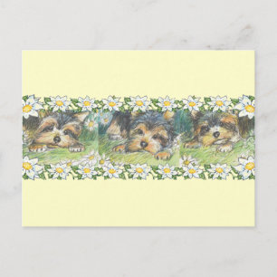 Daisy Hundar Yorkie Puppies Vykort