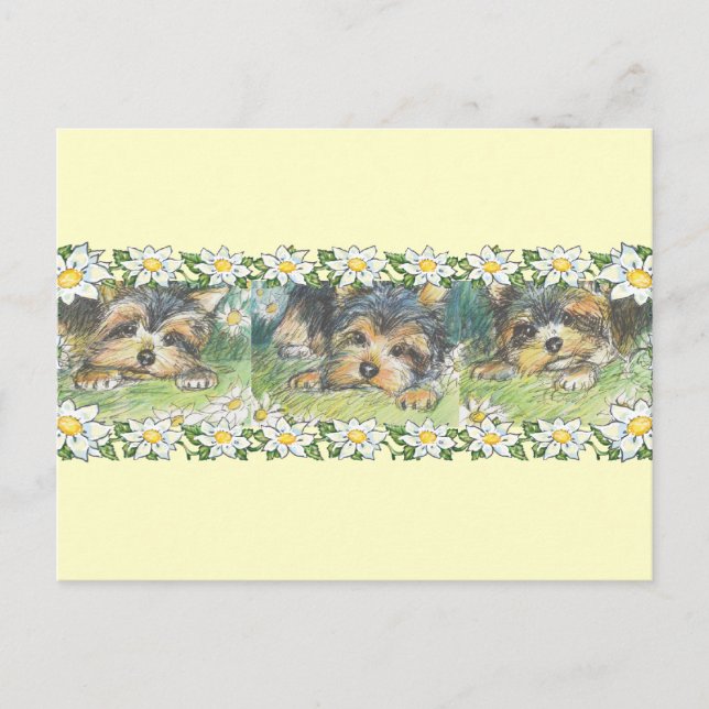 Daisy Hundar Yorkie Puppies Vykort (Framsida)