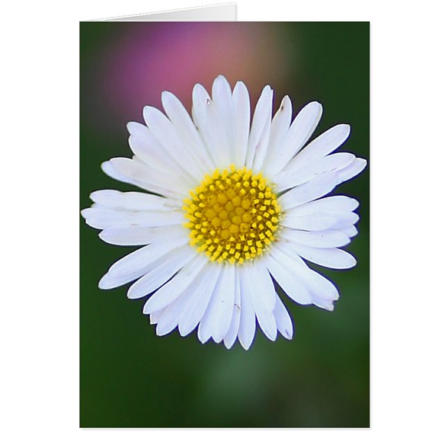 Daisy i Garden Hälsningskort (Framsidan)