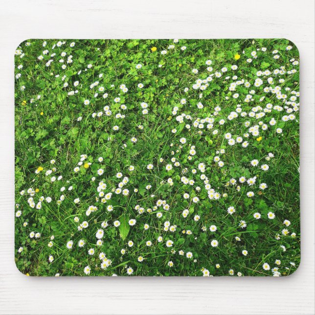 Daisy i Grass Musmatta (Framsidan)