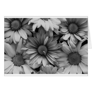 Daisy i makro hälsningskort