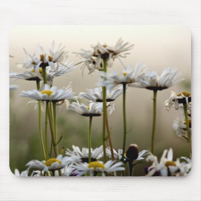 Daisy i musknappen musmatta (Framsidan)