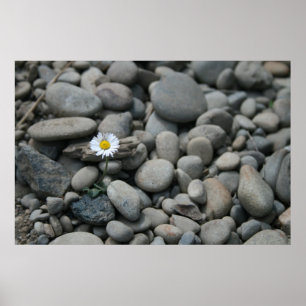 DAISY i STEN Poster