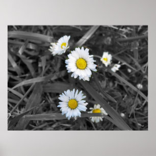 Daisy i svart vit- och gulttryck poster