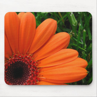 Daisy i tränga någon musmatta