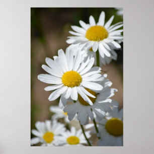Daisy i vår poster