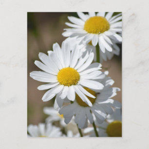 Daisy i Vår Vykort