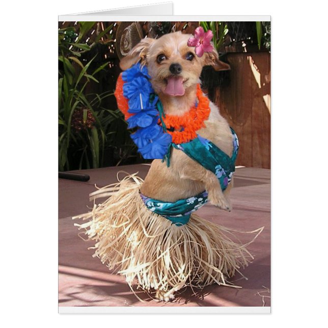 Daisy II - Hula daisy Hälsningskort (Framsidan)