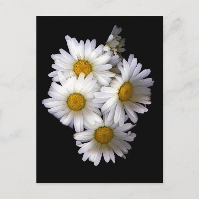 DAISY IV VYKORT (Framsida)