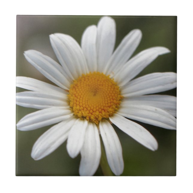 Daisy Kakelplatta (Framsidan)