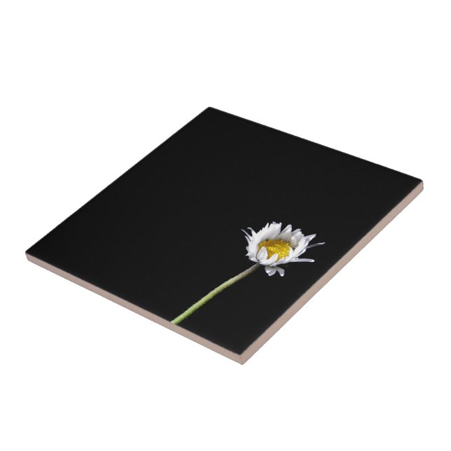 Daisy Kakelplatta (Sidan)