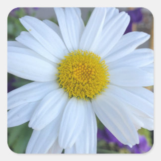 Daisy-klistermärken Fyrkantigt Klistermärke