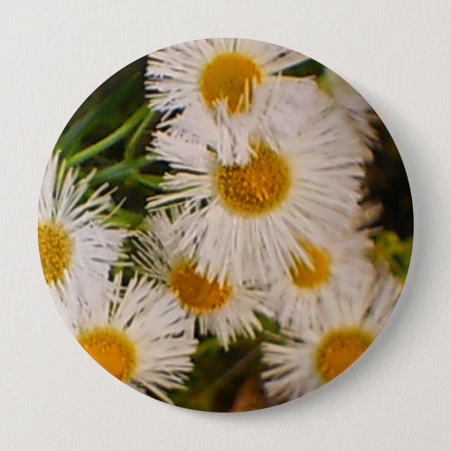 Daisy Knapp (Framsida)