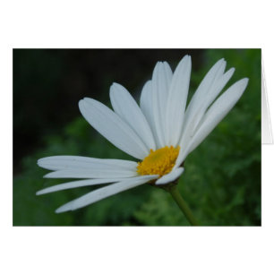Daisy-kort Hälsningskort