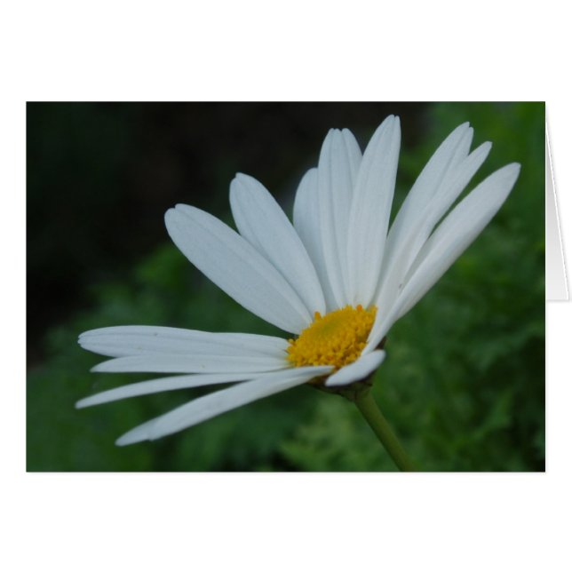 Daisy-kort Hälsningskort (Framsidan Horizontal)