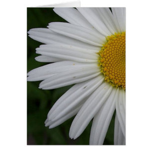 Daisy-kort Hälsningskort