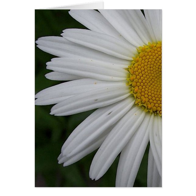 Daisy-kort Hälsningskort (Framsidan)