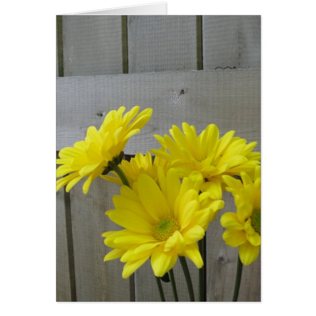 Daisy längs stängslet hälsningskort (Framsidan)