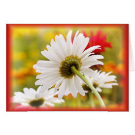 Daisy Light Hälsningskort