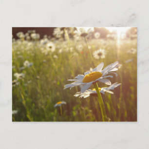 Daisy Lights Vykort