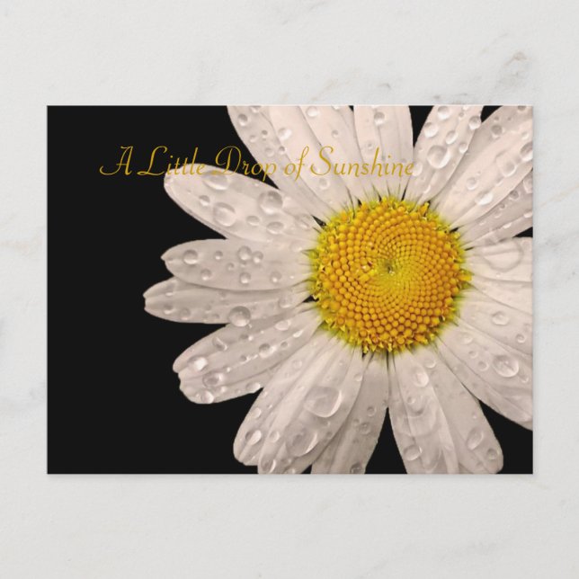 Daisy "Lite droppe solljus" vykort (Framsida)