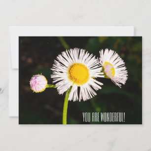Daisy loppblomma. Du är underbar! Tack Kort
