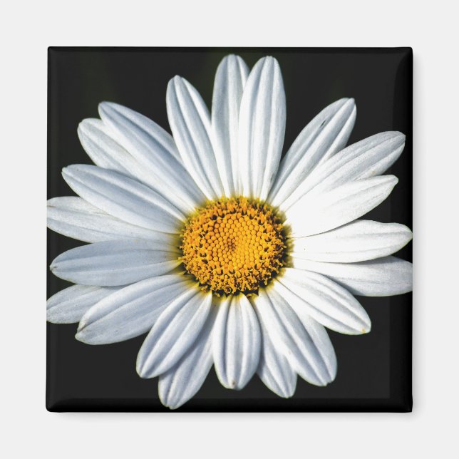 Daisy Mae Magnet (Framsidan)