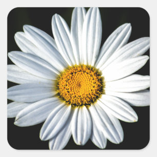 Daisy Mae Sticker Fyrkantigt Klistermärke