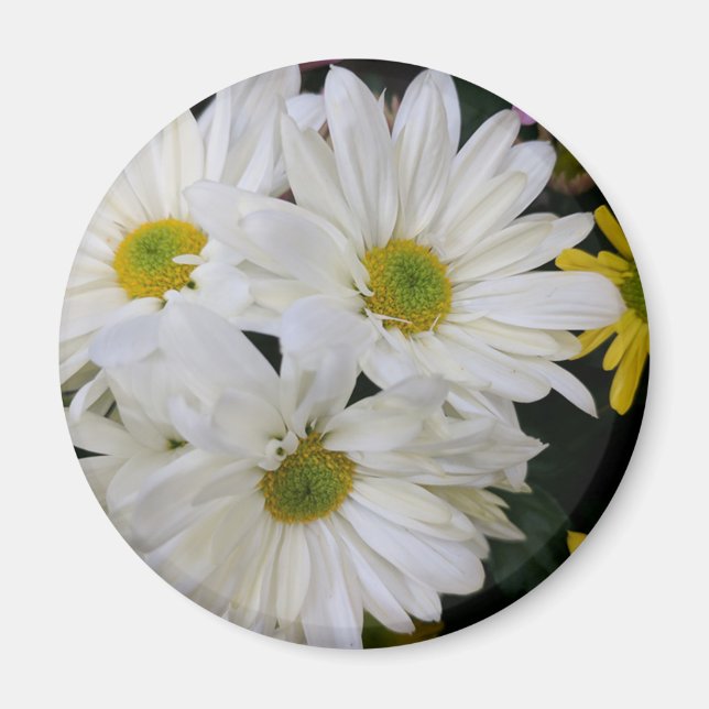 Daisy Magnet (Framsidan)