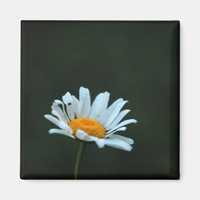 Daisy Magnet (Framsidan)