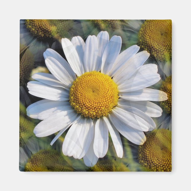 DAISY MAGNET (Framsidan)