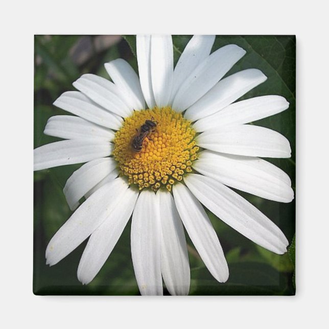 Daisy Magnet (Framsidan)