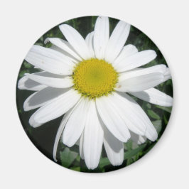 DAISY MAGNET