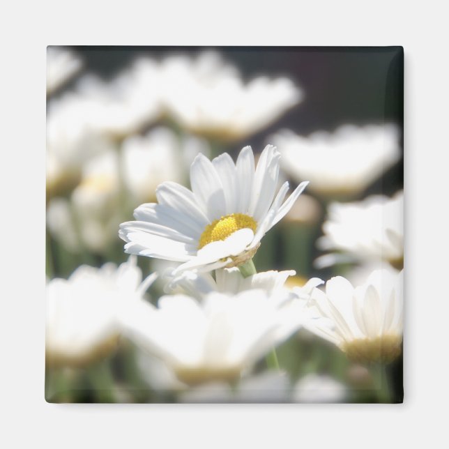 Daisy Magnet (Framsidan)