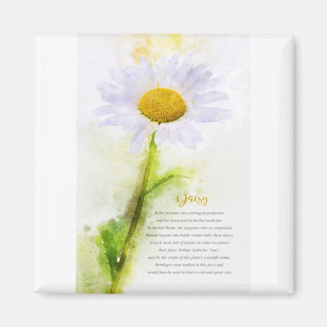 Daisy Magnet (Framsidan)