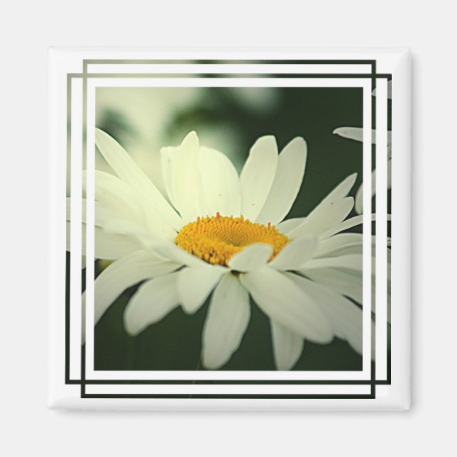 Daisy Magnet (Framsidan)