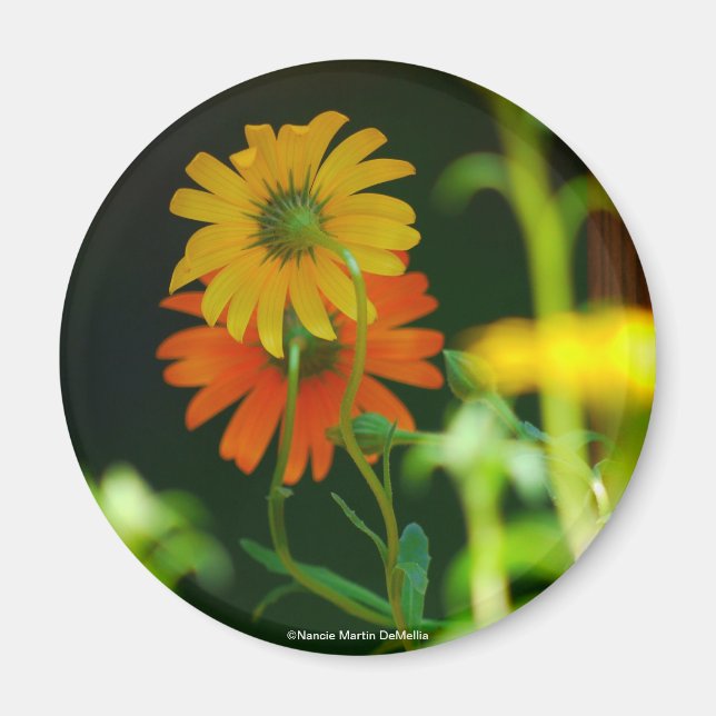Daisy - Magnet (Framsidan)
