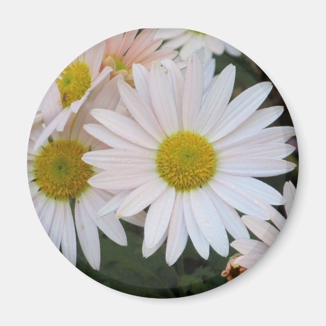 Daisy Magnet (Framsidan)