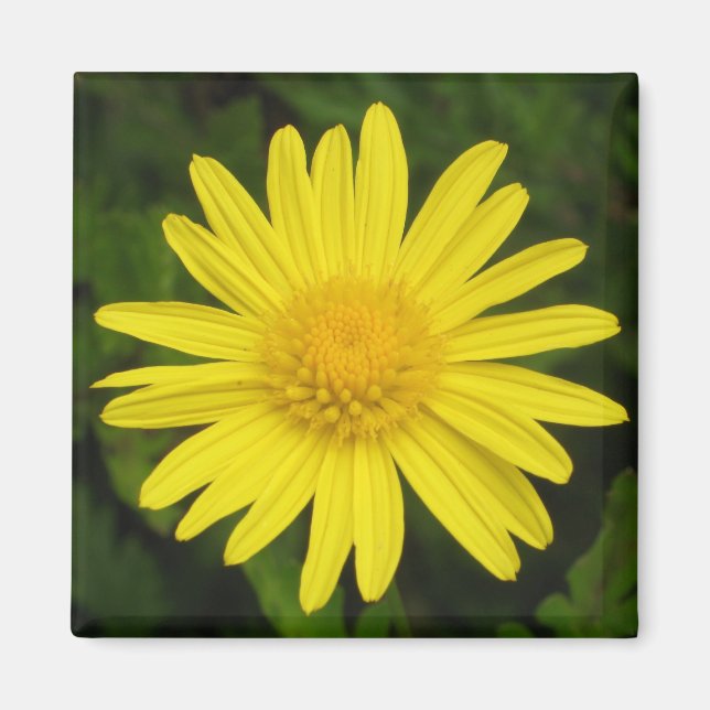 Daisy Magnet (Framsidan)