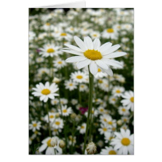 Daisy Meadow Hälsningskort