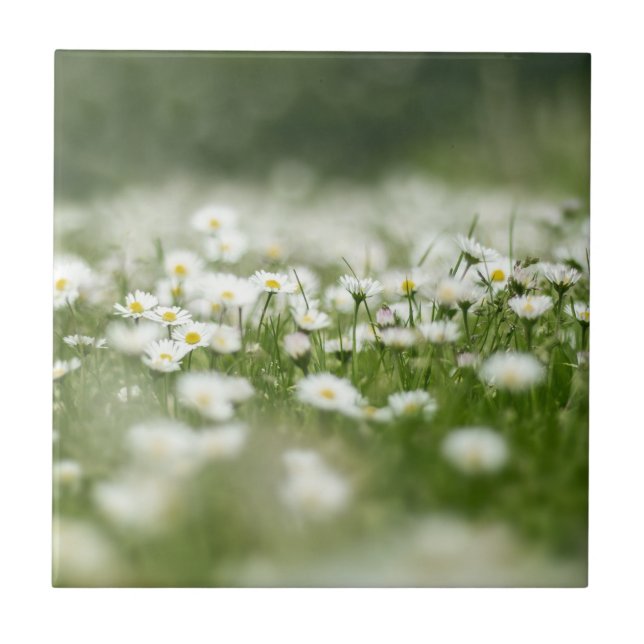 Daisy Meadow Kakelplatta (Framsidan)