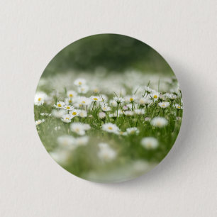 Daisy Meadow Knapp