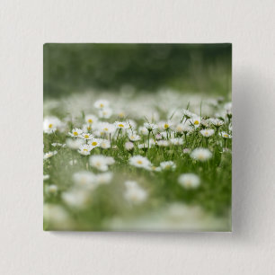 Daisy Meadow Knapp